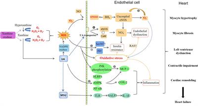 Hyperuricemia and the Risk of Heart Failure: Pathophysiology and Therapeutic Implications